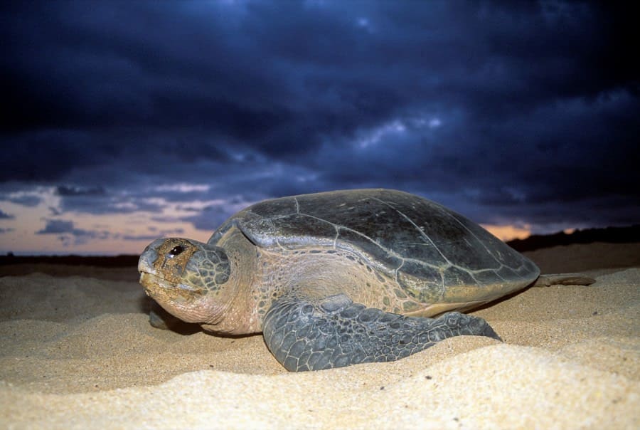 Suppenschildkröten